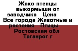 Жако птенцы выкормыши от заводчика › Цена ­ 1 - Все города Животные и растения » Птицы   . Ростовская обл.,Таганрог г.